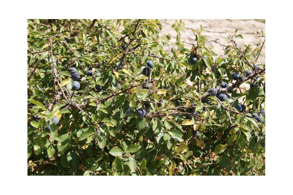 Prunellier - Prunus Spinosa - Jardins du Monde.be