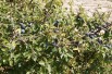 Prunellier - Prunus Spinosa - Jardins du Monde.be