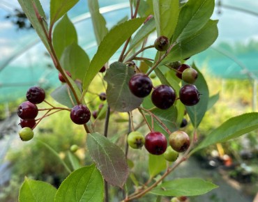 Black chokeberry Hugin