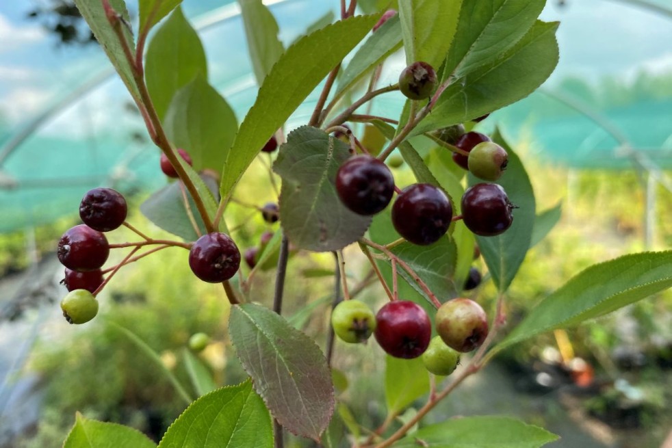 Black chokeberry Hugin
