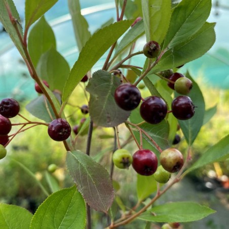 Black chokeberry Hugin