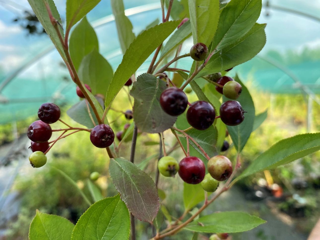 Black chokeberry Hugin
