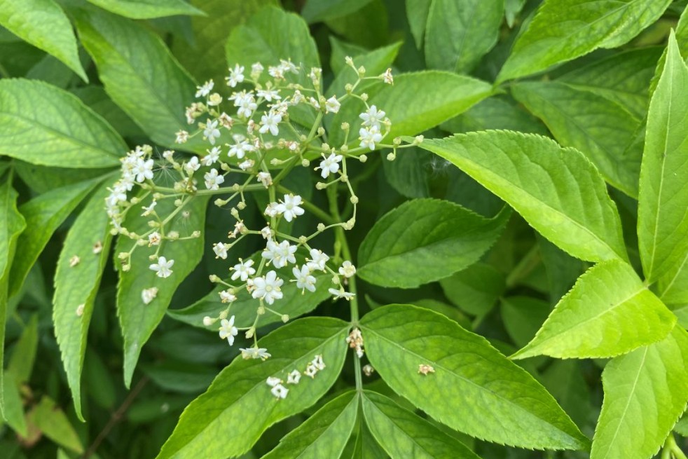 Sambucus Nigra aurea - Jardins du Monde.be