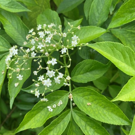 Sambucus Nigra aurea - Jardins du Monde.be
