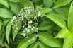 Sambucus Nigra aurea - Jardins du Monde.be