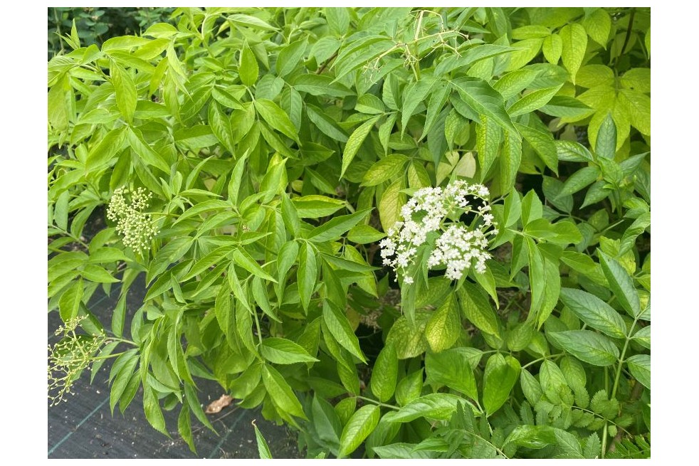 Sambucus Nigra aurea - Jardins du Monde.be