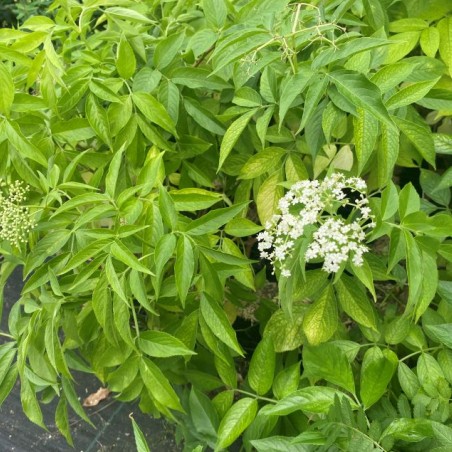 Sambucus Nigra aurea - Jardins du Monde.be