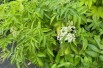 Sambucus Nigra aurea - Jardins du Monde.be