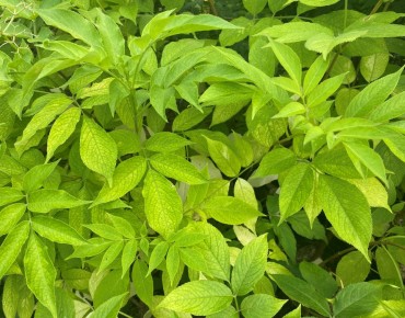 Sambucus Nigra aurea - Jardins du Monde.be