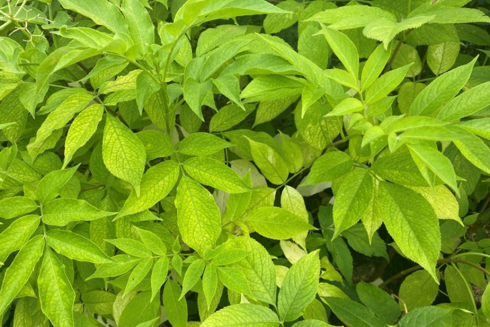 Sambucus Nigra aurea - Jardins du Monde.be