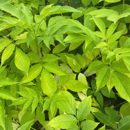 Sambucus Nigra aurea - Jardins du Monde.be