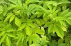 Sambucus Nigra aurea - Jardins du Monde.be