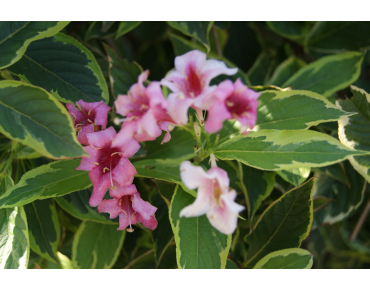 Variegated Weigelia - Weigela Florida Variegata - 3 liter pot