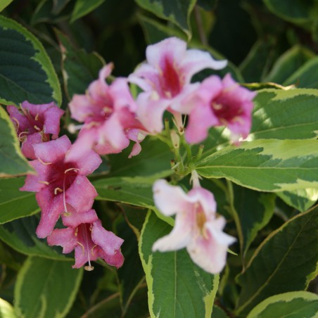 Weigelie Variegata - Weigela Florida Variegata - 3-Liter-Topf