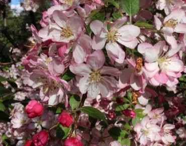 Pommier d'ornement Hillieri - Malus Hillieri - Hinnerk11, CC BY-SA 4.0, via Wikimedia Commons