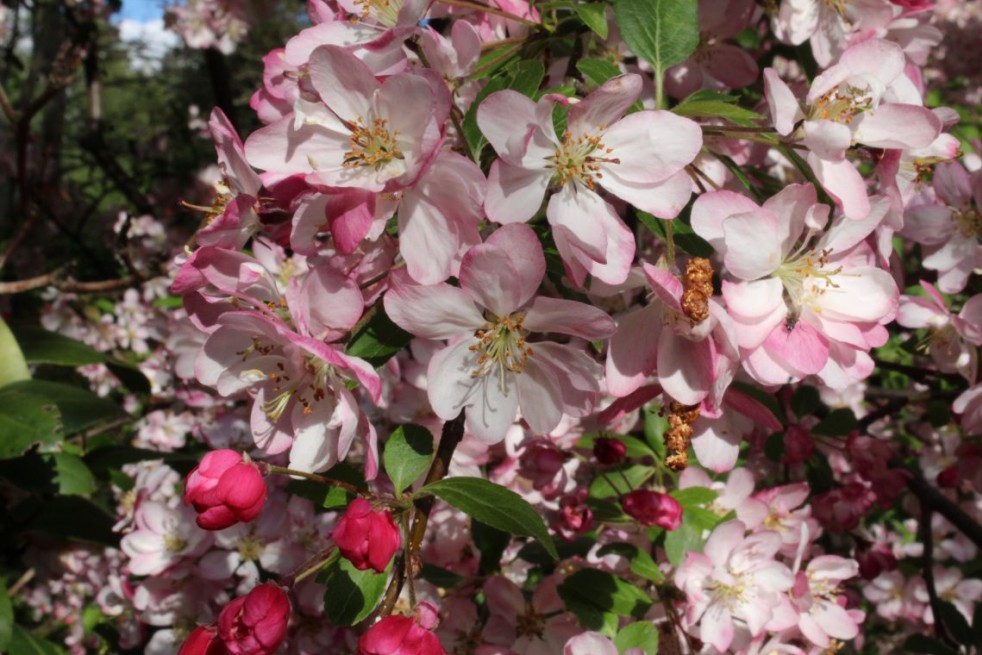 Pommier d'ornement Hillieri - Malus Hillieri - Hinnerk11, CC BY-SA 4.0, via Wikimedia Commons Pommier d'ornement Hillieri - Malus Hillieri - Hinnerk11, CC BY-SA 4.0, via Wikimedia Commons