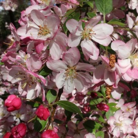 Pommier d'ornement Hillieri - Malus Hillieri - Hinnerk11, CC BY-SA 4.0, via Wikimedia Commons