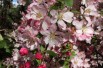 Pommier d'ornement Hillieri - Malus Hillieri - Hinnerk11, CC BY-SA 4.0, via Wikimedia Commons