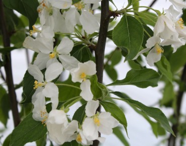 Pommier d'ornement John Downie - Malus John Downie - Jardins du Monde.be