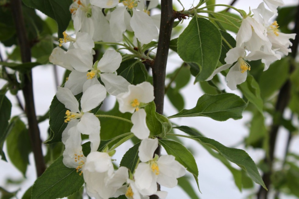 Pommier d'ornement John Downie - Malus John Downie - Jardins du Monde.be Pommier d'ornement John Downie - Malus John Downie - Jardins du Monde.be