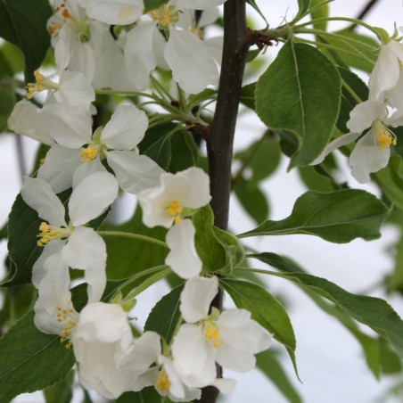Pommier d'ornement John Downie - Malus John Downie - Jardins du Monde.be