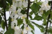Zierapfel John Downie - Malus John Downie - Jardins du Monde.be