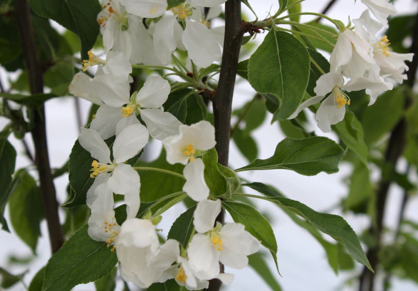 Zierapfel John Downie