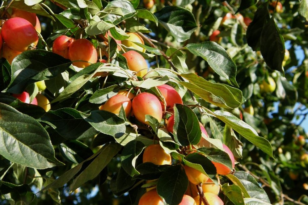 Malus John Downie - Andy / Andrew Fogg from near Cambridge, UK, CC BY 2.0, via Wikimedia Commons Malus John Downie - Andy / Andrew Fogg from near Cambridge, UK, CC BY 2.0, via Wikimedia Commons