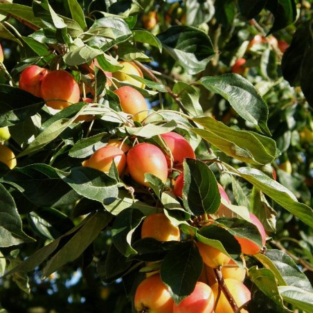 Malus John Downie - Andy / Andrew Fogg from near Cambridge, UK, CC BY 2.0, via Wikimedia Commons