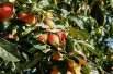 Malus John Downie - Andy / Andrew Fogg from near Cambridge, UK, CC BY 2.0, via Wikimedia Commons
