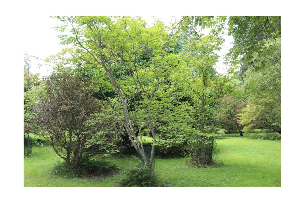 Acer japonicum Aconitifolium - Jardins du Monde.be