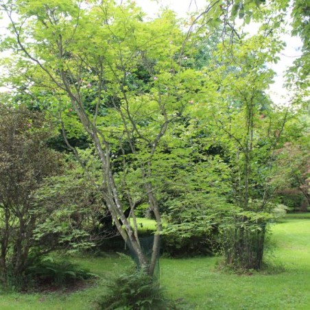 Acer japonicum Aconitifolium - Jardins du Monde.be