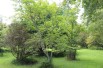 Acer japonicum Aconitifolium - Jardins du Monde.be