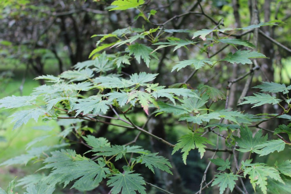 Acer japonicum Aconitifolium - Jardins du Monde.be