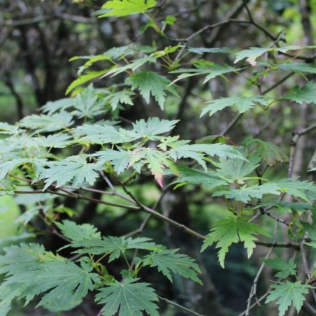 Acer japonicum Aconitifolium - Jardins du Monde.be