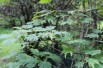 Acer japonicum Aconitifolium - Jardins du Monde.be