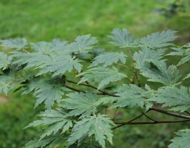 Acer japonicum Aconitifolium - Jardins du Monde.be
