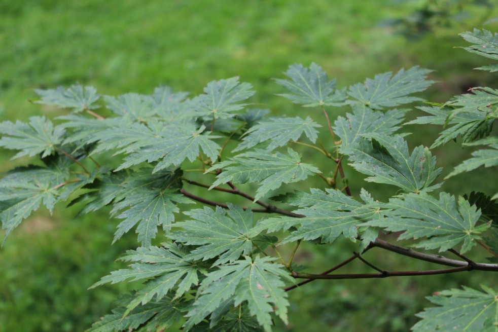 Acer japonicum Aconitifolium - Jardins du Monde.be