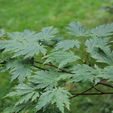 Acer japonicum Aconitifolium - Jardins du Monde.be