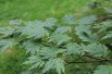 Acer japonicum Aconitifolium - Jardins du Monde.be