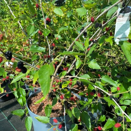 Dwarf Mulberry - Morus rotundiloba ‘Mojo Berry’® - Jardins du Monde.be