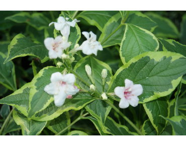 Variegated Weigelia - Weigela Florida Variegata - 3 liter pot