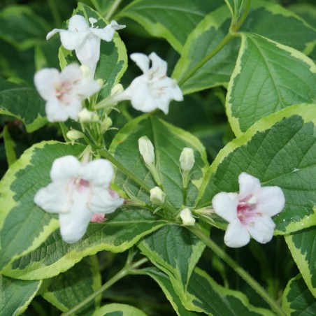 Weigelia panaché - Weigela Florida Variegata - pot de 3 litres