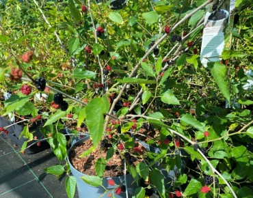 Zwerg-Maulbeere - Morus rotundiloba ‘Mojo Berry’® - Jardins du Monde.be