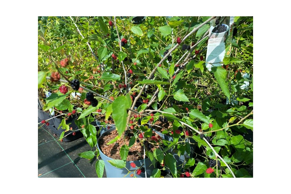 Dwarf Mulberry - Morus rotundiloba ‘Mojo Berry’® - Jardins du Monde.be