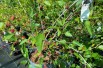 Dwarf Mulberry - Morus rotundiloba ‘Mojo Berry’® - Jardins du Monde.be