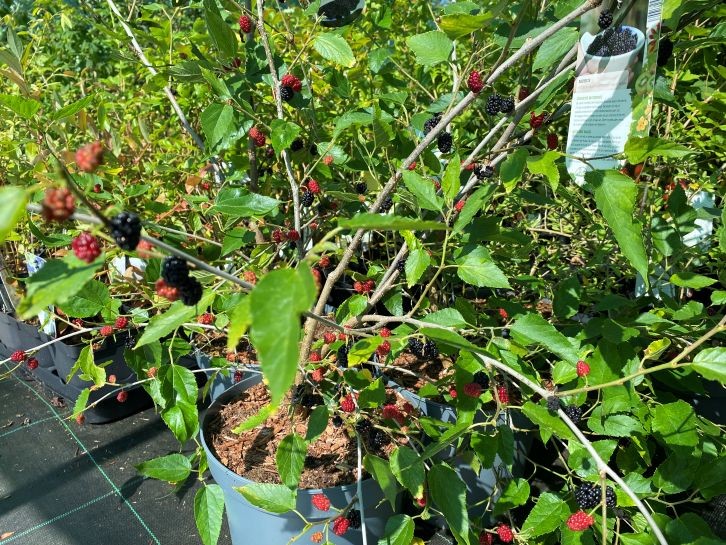 Mûrier nain ‘Mojo Berry’ (en pot de 5 litres)
