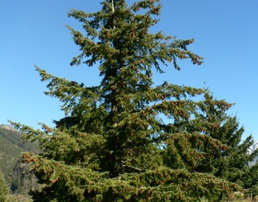 Douglas fir - Oregon pine - Pseudotsuga menziesii - Walter Siegmund, CC BY-SA 3.0, via Wikimedia Commons