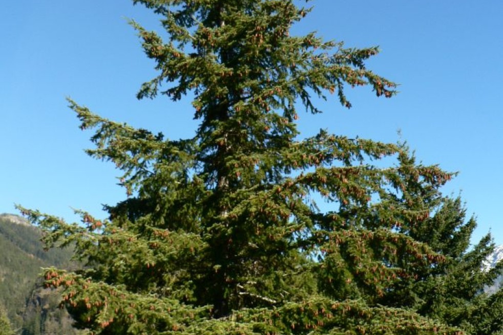 Pin de Douglas - Pin d’Orégon - Pseudotsuga menziesii - Walter Siegmund, CC BY-SA 3.0, via Wikimedia Commons