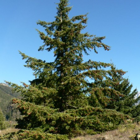 Douglas fir - Oregon pine - Pseudotsuga menziesii - Walter Siegmund, CC BY-SA 3.0, via Wikimedia Commons